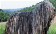 伯格马斯科犬窝咳吃什么药最好
