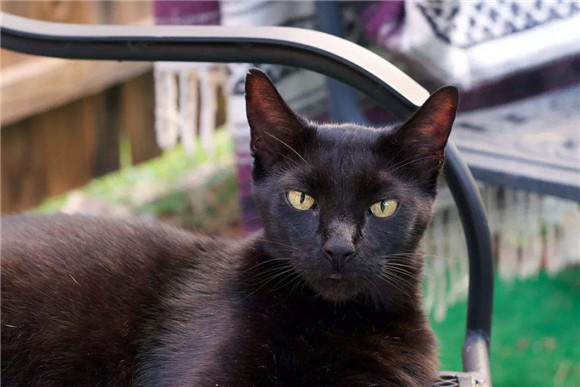 哈瓦那棕猫生病怎么护理