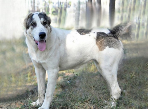 中亚牧羊犬喂养技巧指南 中亚牧羊犬喂养技巧指南
