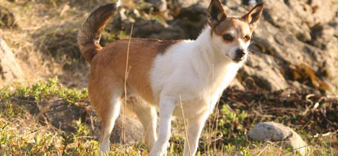 挪威伦德猎犬拉稀应该怎么做