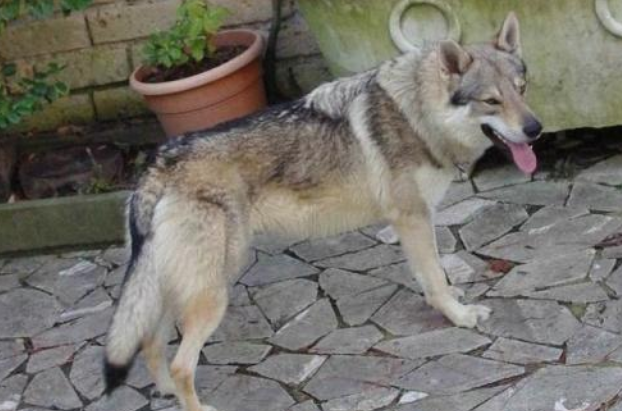 捷克狼犬拉稀应该怎么做 捷克狼犬拉稀应该怎么做