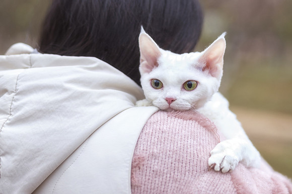 德文卷毛猫粘人吗
