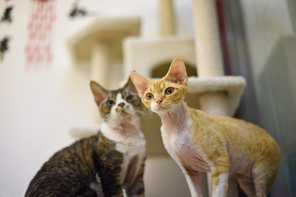 德文卷毛猫好养吗 德文卷毛猫好养吗