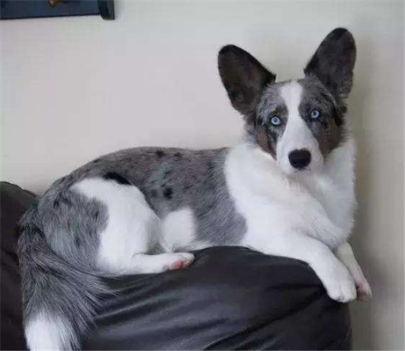 卡迪根威尔士柯基训练有技巧吗