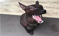 墨西哥无毛犬一般有多高