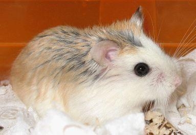 老婆婆仓鼠一般多少钱