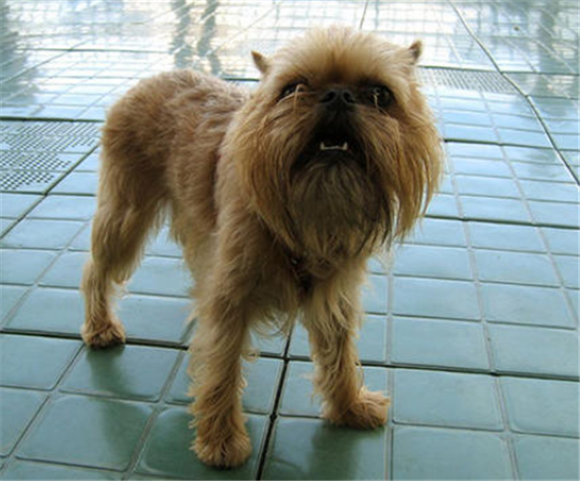 布鲁塞尔格里芬犬是哪国的