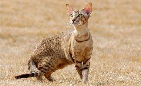 柯尼斯卷毛猫聪明吗 柯尼斯卷毛猫聪明吗