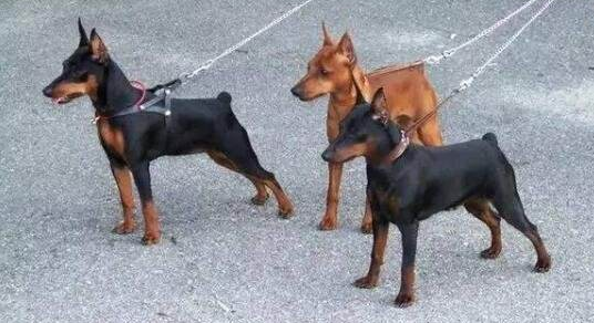 指示犬哪种颜色好
