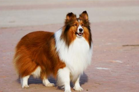 喜乐蒂牧羊犬一天吃几顿