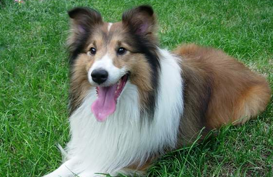 柯利犬喂养技巧指南