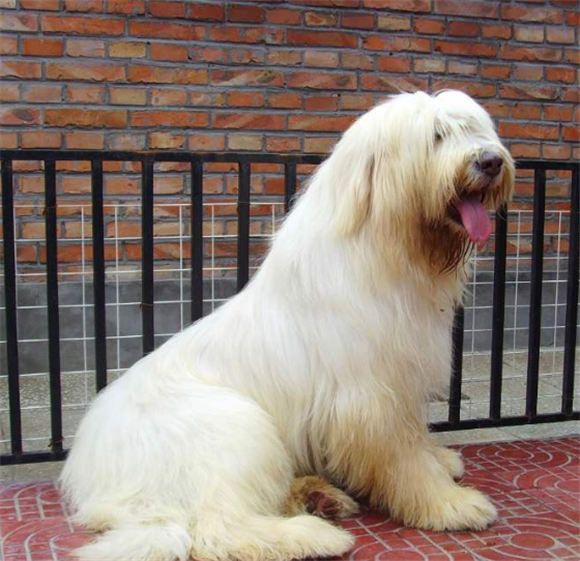 俄罗斯南部牧羊犬怎么判断生病了 俄罗斯南部牧羊犬怎么判断生病了