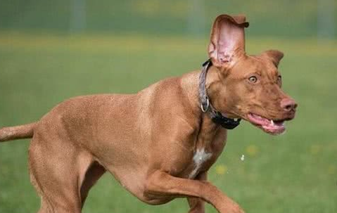 维兹拉犬训练技巧有哪些 维兹拉犬训练技巧有哪些