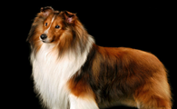 柯利犬训练有技巧吗
