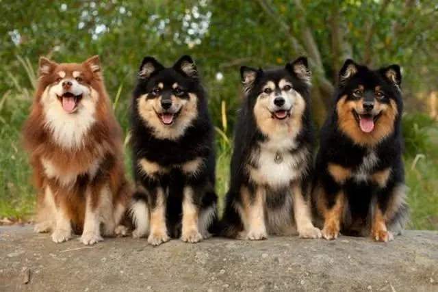 芬兰拉普猎犬训练技巧