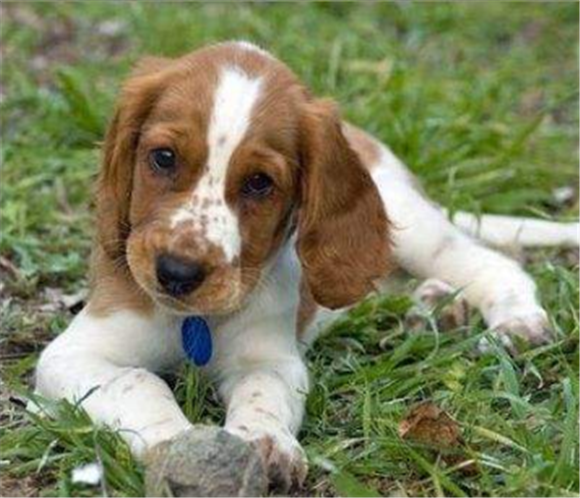 威尔斯激飞猎犬吃多了拉稀怎么办