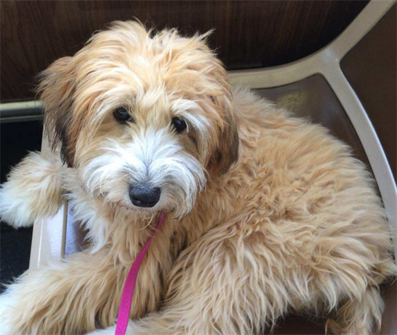 购买爱尔兰峡谷梗的注意事项