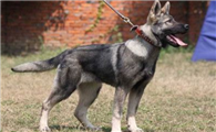 中国昆明犬什么时候产仔