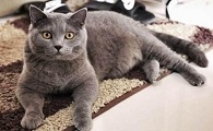 英国短毛猫的性格特征