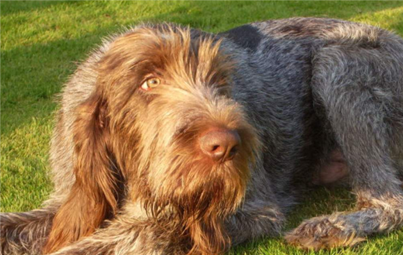 德国刚毛指示犬一般多少钱