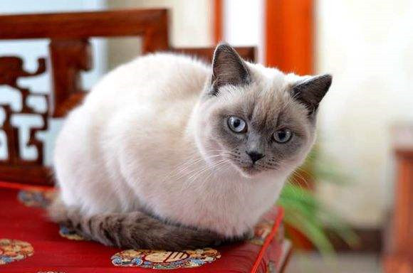 重点色短毛猫为什么要绝育 重点色短毛猫为什么要绝育