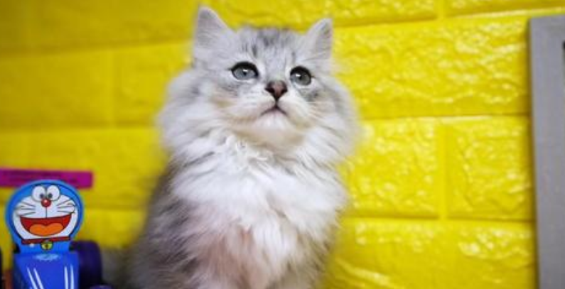 缅因猫生病怎么护理