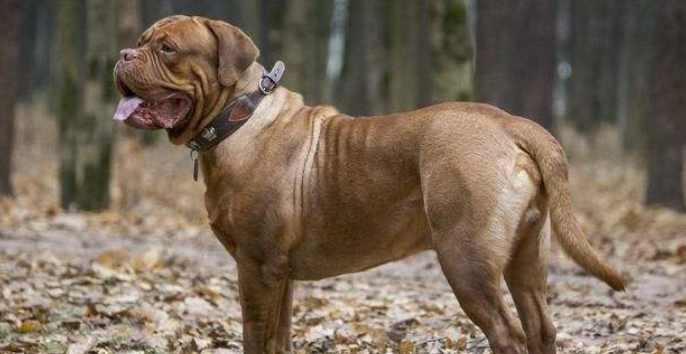 美国比特犬的生活习性