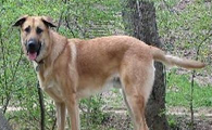 奇努克犬窝咳应该怎么办