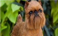 布鲁塞尔格里芬犬一般多少钱