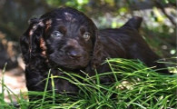 博伊金猎犬1天要吃几顿