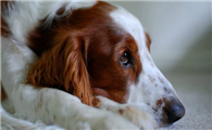 威尔斯激飞猎犬需要训练什么