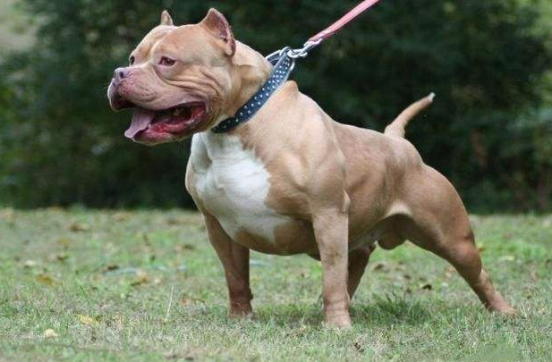 无论什么犬种,固定均衡的饮食都是必要的,所以如果想要训练美国比特犬