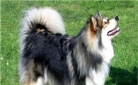 芬兰拉普猎犬是哪国的