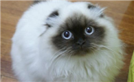喜马拉雅猫多大绝育比较好