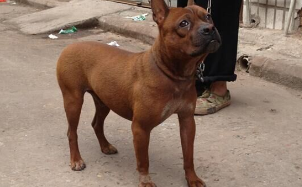 川东猎犬吐了需要怎么办