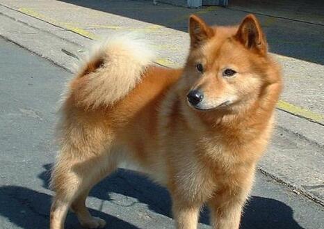 芬兰狐狸犬有哪些喜好