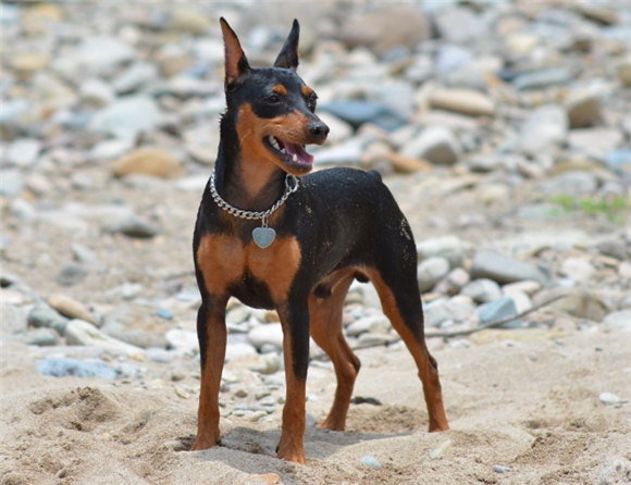 购买德国宾沙犬的注意事项