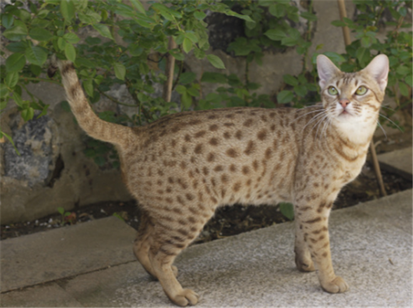 奥西猫聪明吗