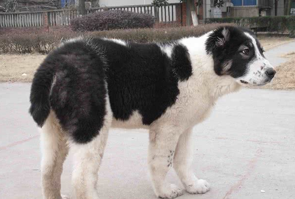 中亚牧羊犬有几种颜色