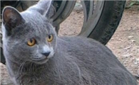 科拉特猫的体重是多少