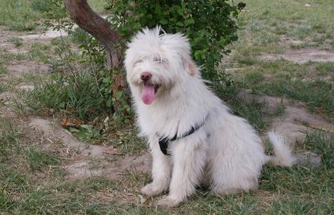 俄罗斯南部牧羊犬窝咳应该怎么办