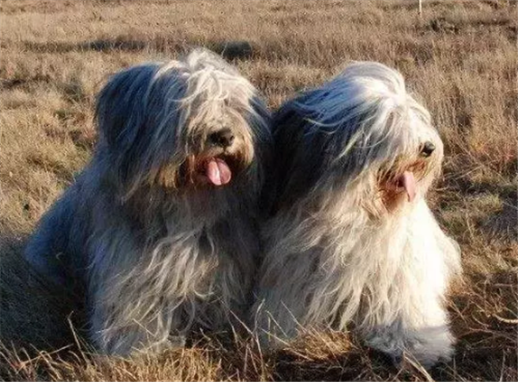 波兰低地牧羊犬吐了需要怎么办