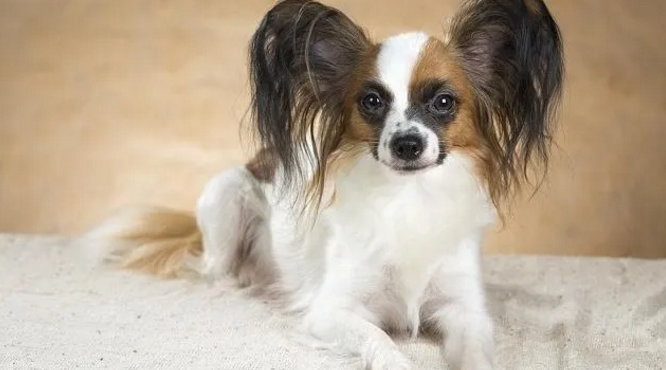 菲利犬窝咳吃什么药最好 菲利犬窝咳吃什么药最好