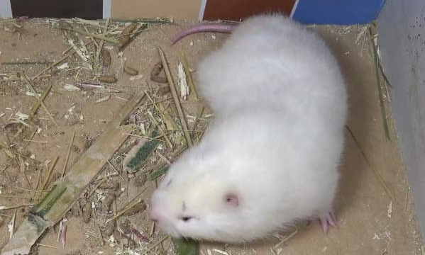 小竹鼠温顺吗 小竹鼠温顺吗
