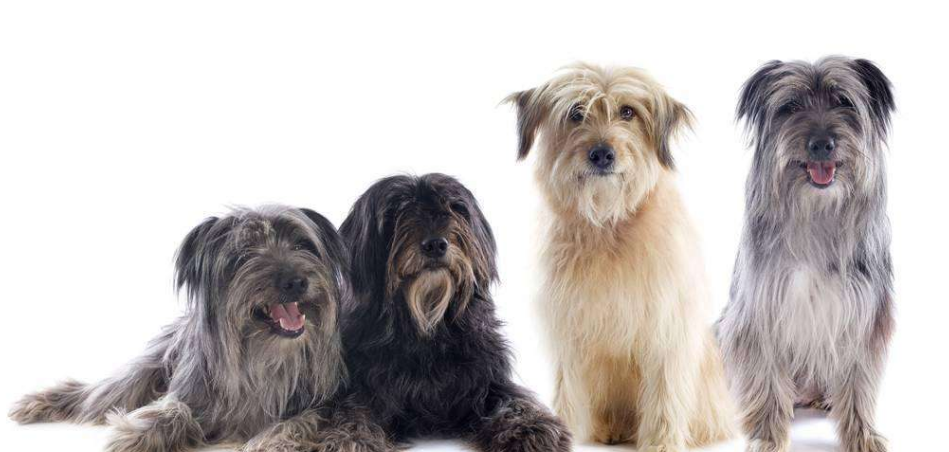 比利牛斯牧羊犬哪种颜色好