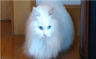 山东狮子猫好养吗