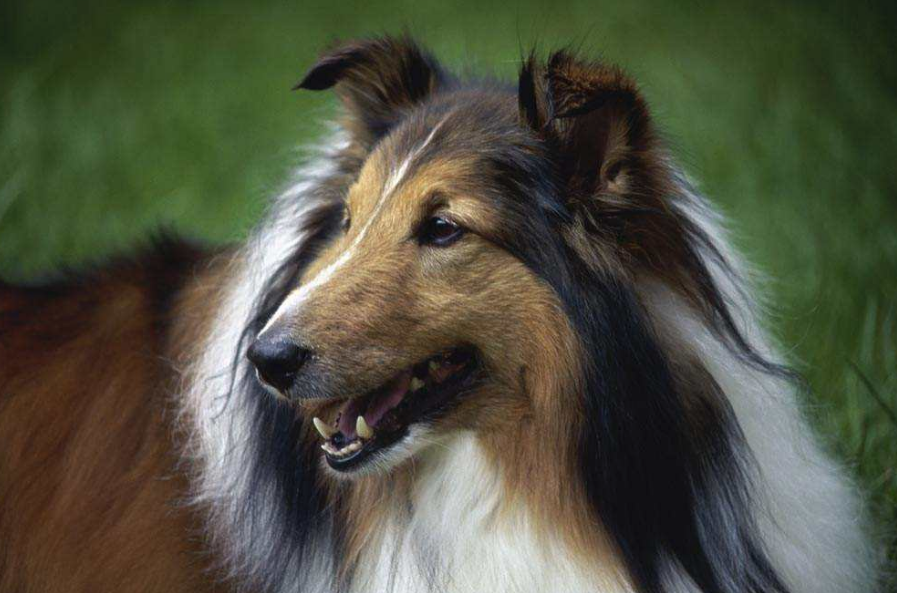 柯利犬哪种颜色好 柯利犬哪种颜色好