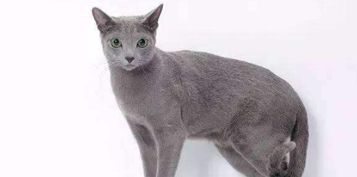 夏特尔猫的食物禁忌