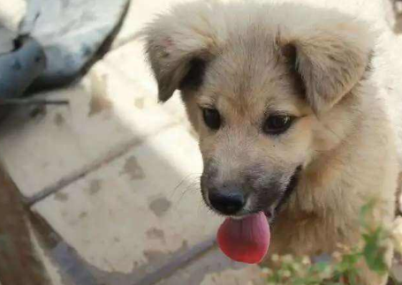 奇努克犬的外貌特征性格