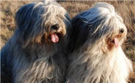 波兰低地牧羊犬一般多少钱